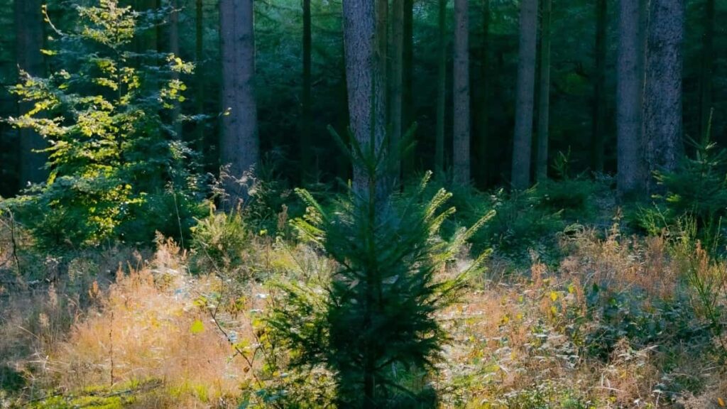 How Pinterest Influencer zu Lëtzebuerg mat Marken aus Spuenien zesummeschaffen