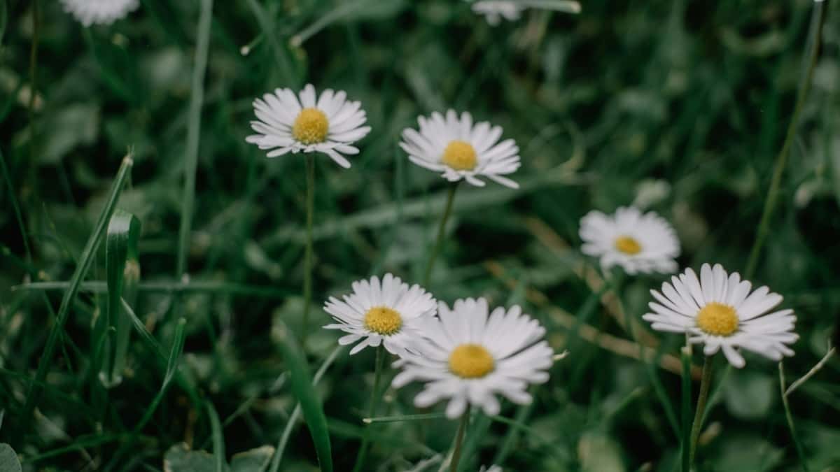 How Instagram Influencers In Luxembourg Collaborate With Brands In Australia