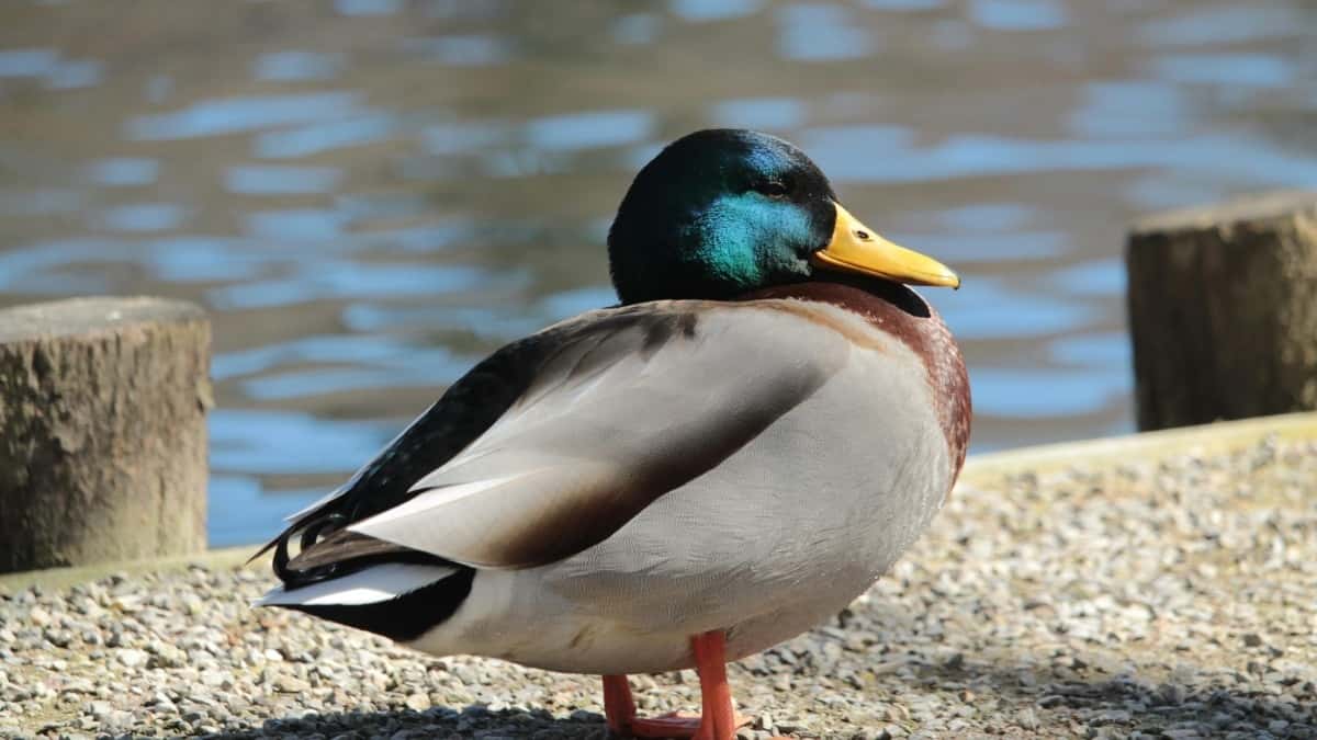 Wéi Instagram Influencer a Lëtzebuerg mat Marken zesumme schaffen