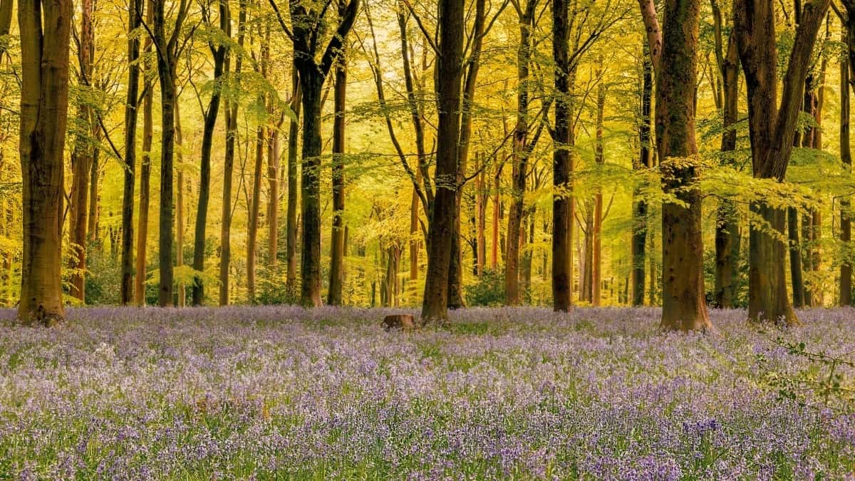Wéi Instagram Influencer a Lëtzebuerg mat Marken a Holland zesummeschaffen