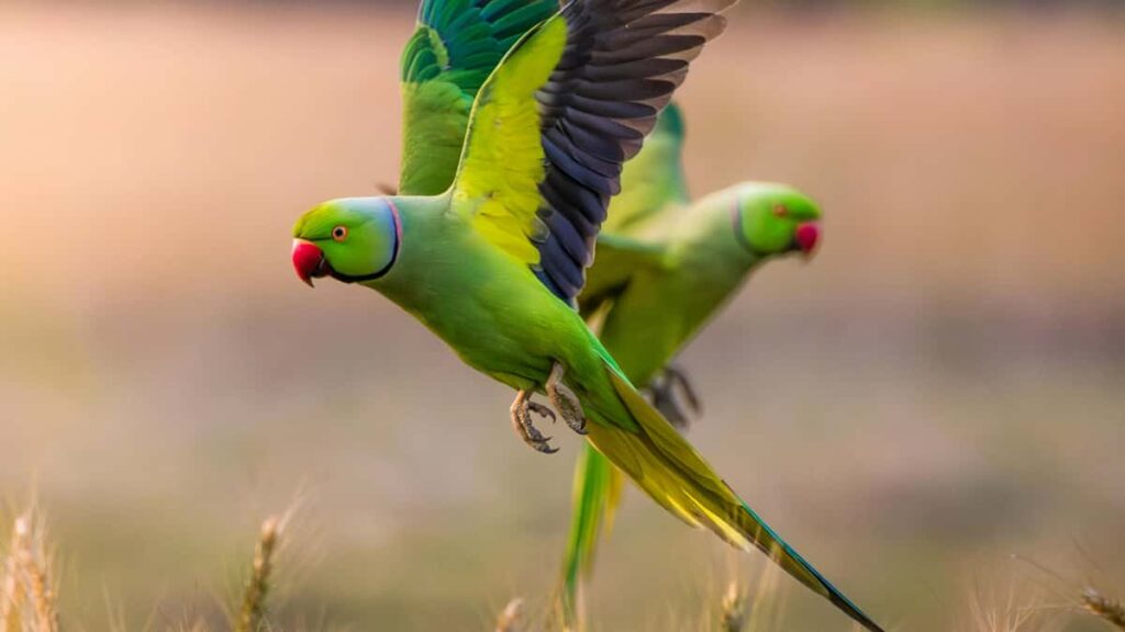 Praktesche Guide fir Letzebuerg Advertisere: wou a wei een Slowakei Snapchat Creatoren fannt, wei een d'Image verbessert an Risiken managt.