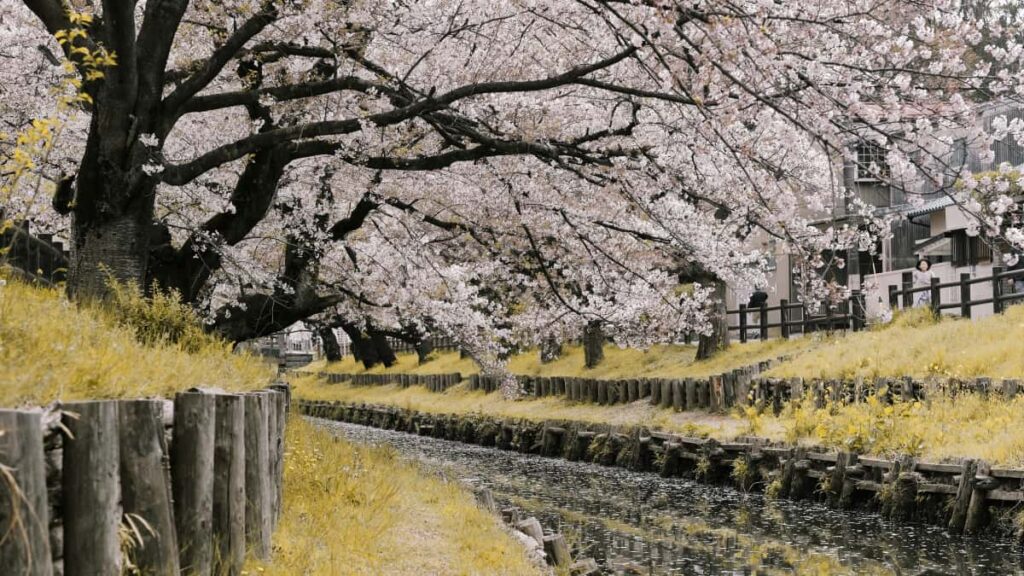 Praktesch Guide fir Letzebuergesch Annonceuren: wou a wei Dir Georgia-baseiert MojCreatoren fennt fir sozial verantwortlech Campagnen opzebauen.