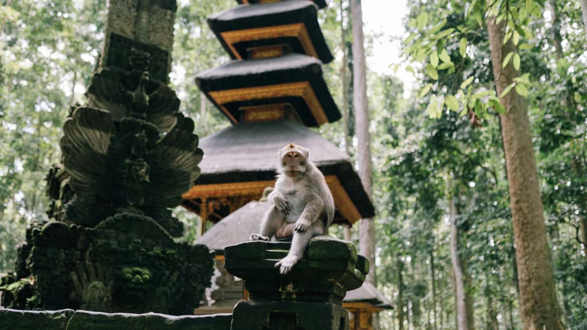Creatoren: WeChat fir Indonesesch Marken a Gameplay-Challenges