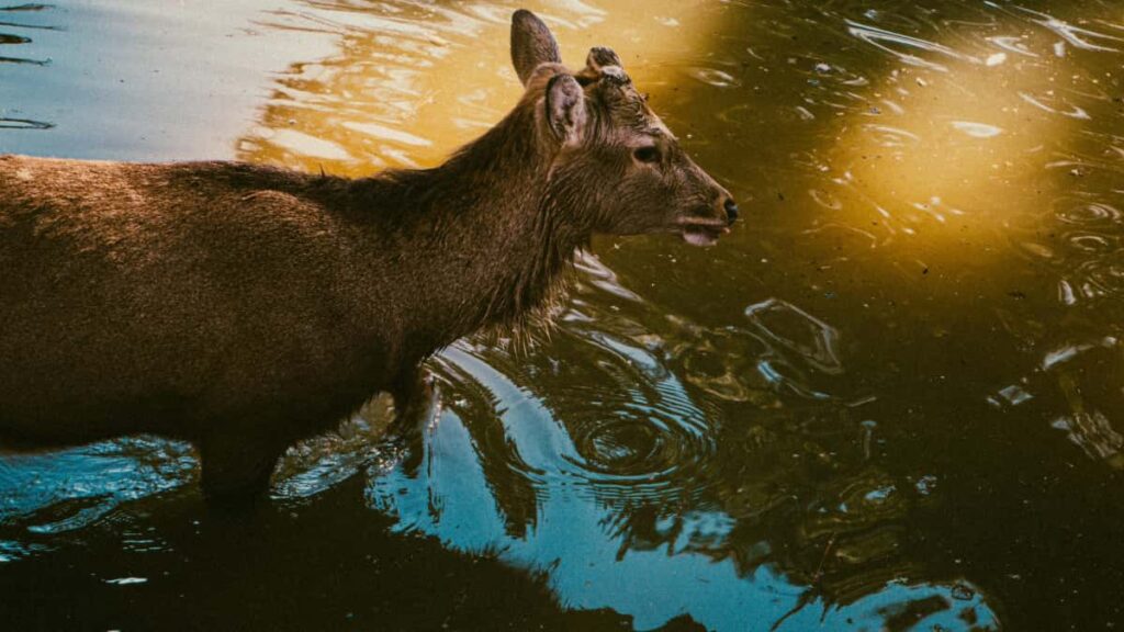 Praktesch Guide fir Letzebuerger Advertisen: wou a wei een Canadian Telegram-creatoren z'identifizeieren, verhandelen a moossen mat realistesch Praisser an Operatiouns-Tipps.