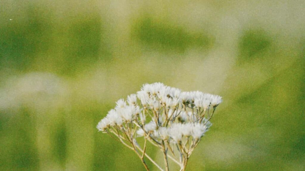 Praktesch Guide fir Letzebuergesch Annonceuren: wei een Tanzania Line Creatoren fennt a Follower an Akeef verwandelt.