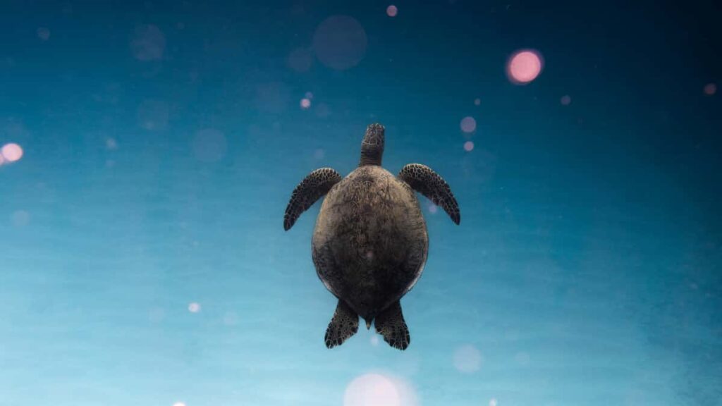 Praxisguide fir Letzebuergesch Creatoren: wei een aserbaidschanesch Marken op Viber kontakteiert, Kooperatiounen opbaut a erfollegraich Giveaways laanscht Viber manages.