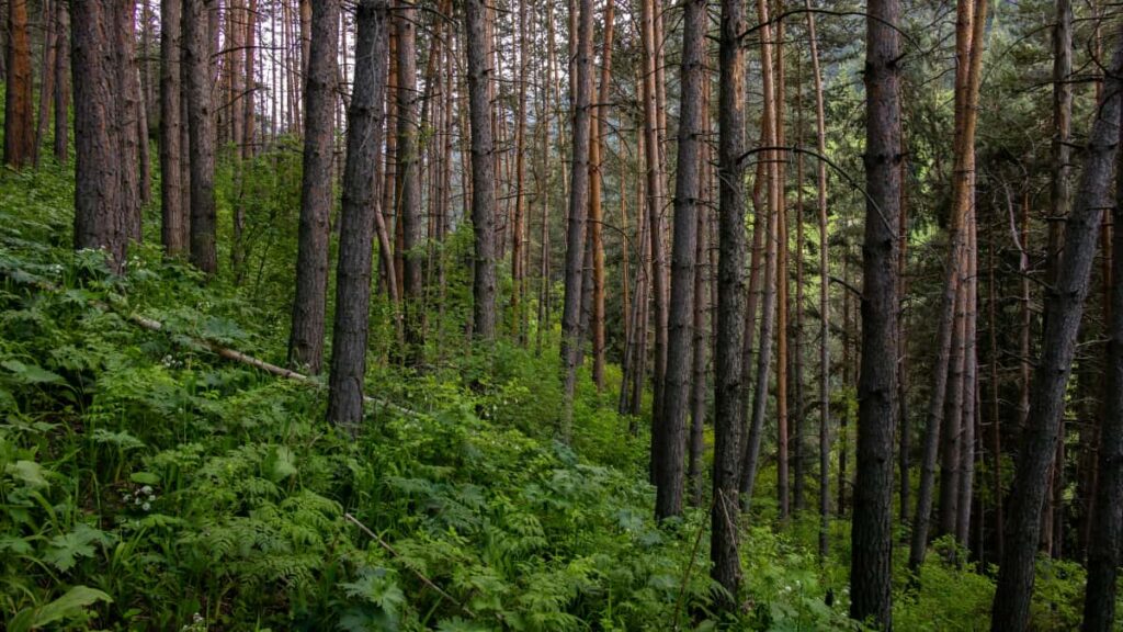 Praktesch Guideline fir Letzebuerger Advertiser: wei een serbesch HBO Max Creatoren identifizeiert, kontakteiert an engageiert fir viral Unboxing-Campagnen.